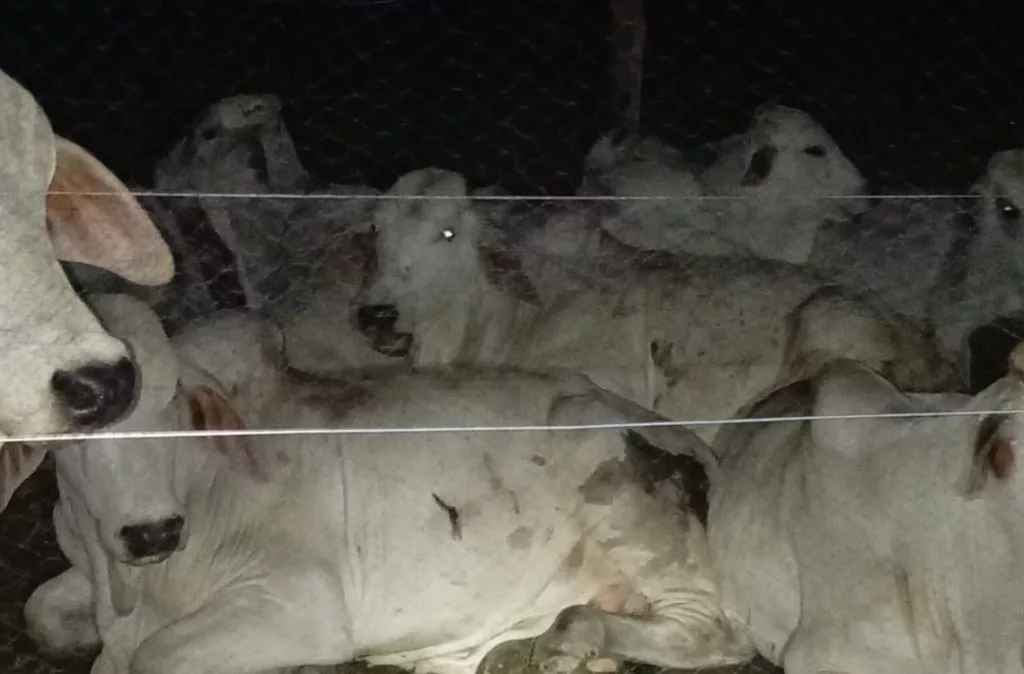 Rabia: virus 100% letal que se previene con vacunación