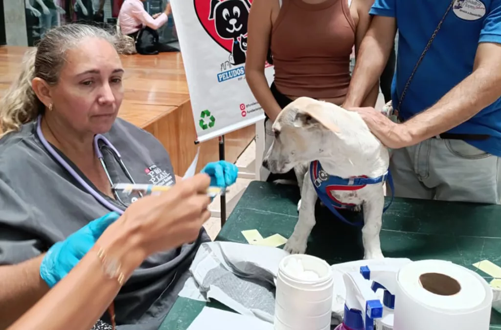 Rabia: virus 100% letal que se previene con vacunación