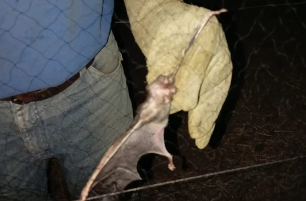 Rabia: virus 100% letal que se previene con vacunación