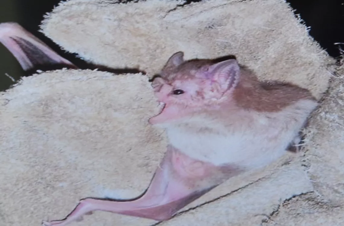 Rabia: virus 100% letal que se previene con vacunación