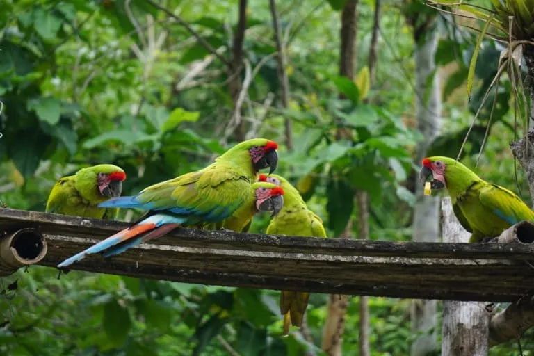 El guacamayo verde mayo retorna a la vida silvestre en Ecuador