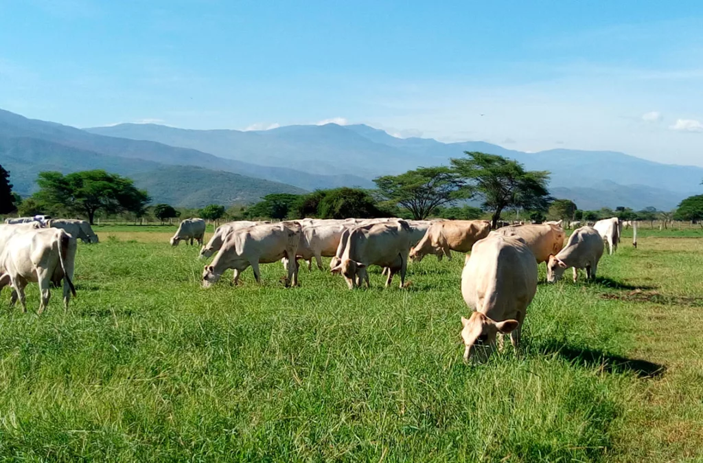 Barquisimeto, una ciudad estratégica para los negocios