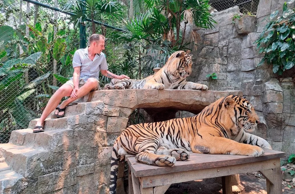 Investigan muerte de 72 tigres en Tailandia: autoridades descartan riesgo de contagio humano