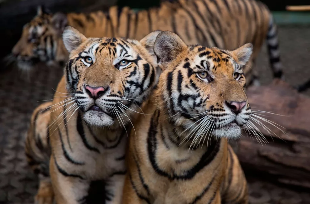 Investigan muerte de 72 tigres en Tailandia: autoridades descartan riesgo de contagio humano