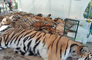 Investigan muerte de 72 tigres en Tailandia: autoridades descartan riesgo de contagio humano