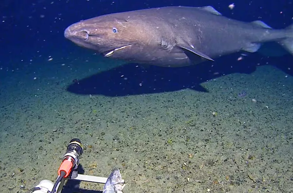 Tiburón dormilón desafía los límites del frío en la Antártida