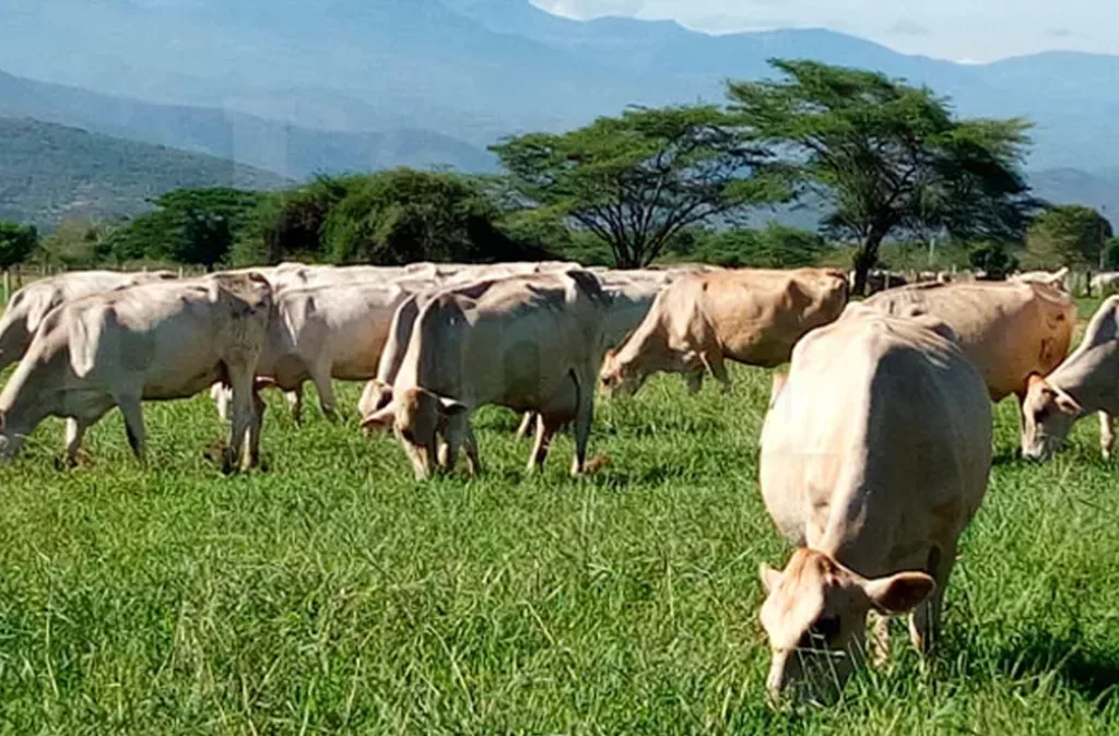 Venezuela registra un aumento de temperatura de 1.8 °C que impacta en la producción agrícola