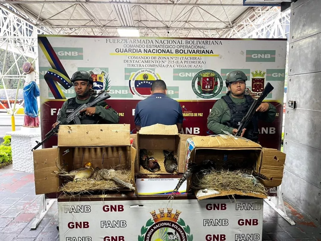 Capturado con aves exóticas que intentaban traer a Lara Capturado con aves exóticas que intentaban traer a Lara