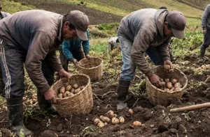 agricultores se reúnen en Mérida para frenar contrabando de hortalizas