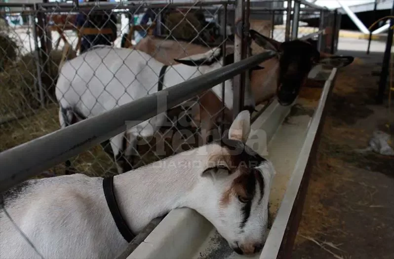 Productores ovino-caprino buscan impulsar consumo de carne y leche