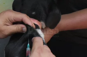 parvovirus y moquillo en perros