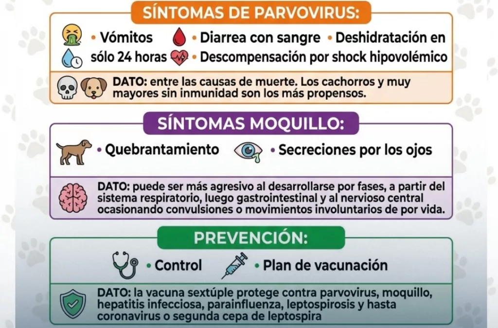 parvovirus y moquillo en perros