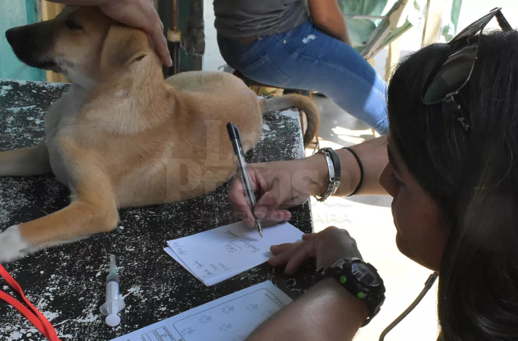parvovirus y moquillo en perros