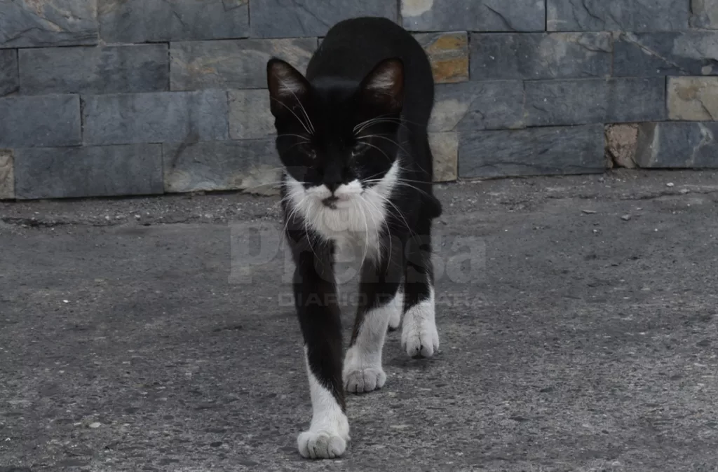 Rescatistas exigen cese de abandono de animales