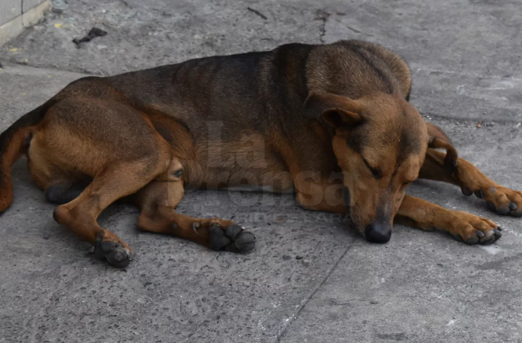 Rescatistas exigen cese de abandono de animales