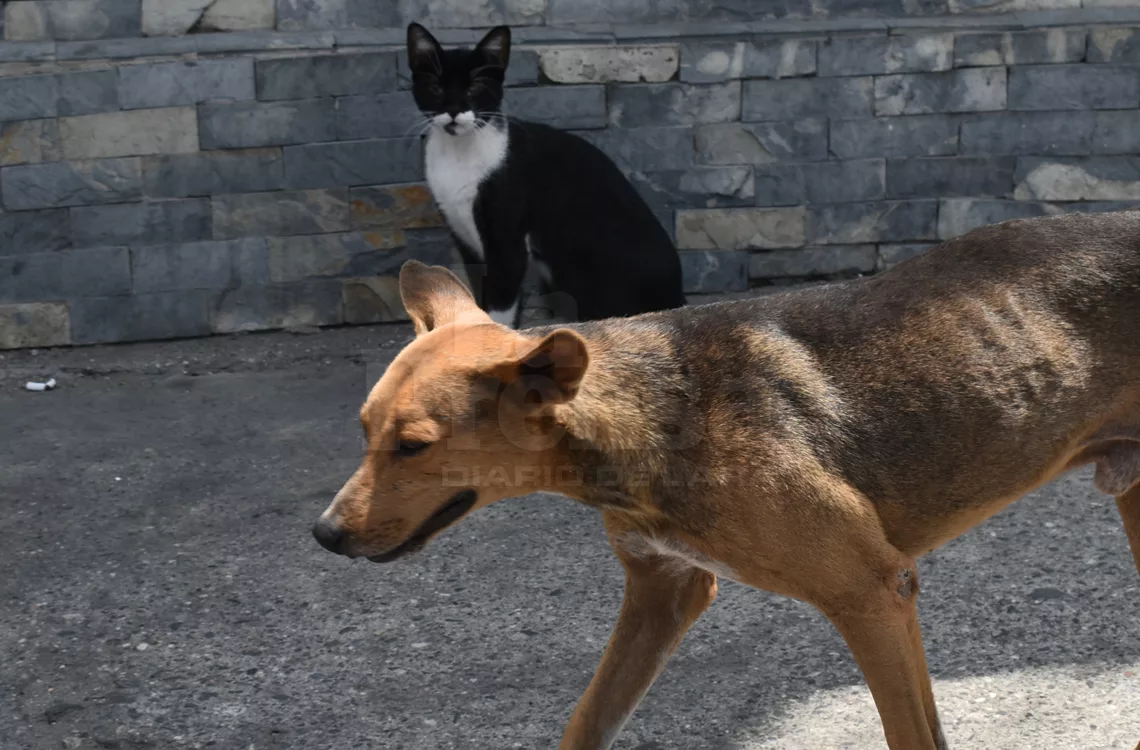 Rescatistas exigen cese de abandono de animales