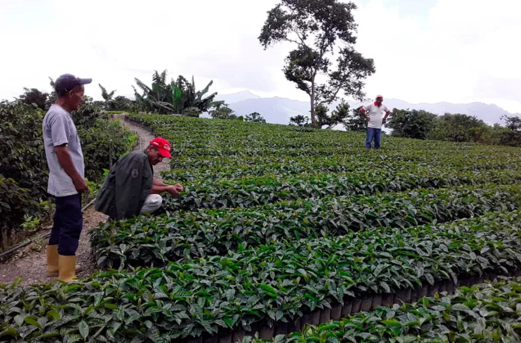 Café es el rubro más exportado del estado Lara