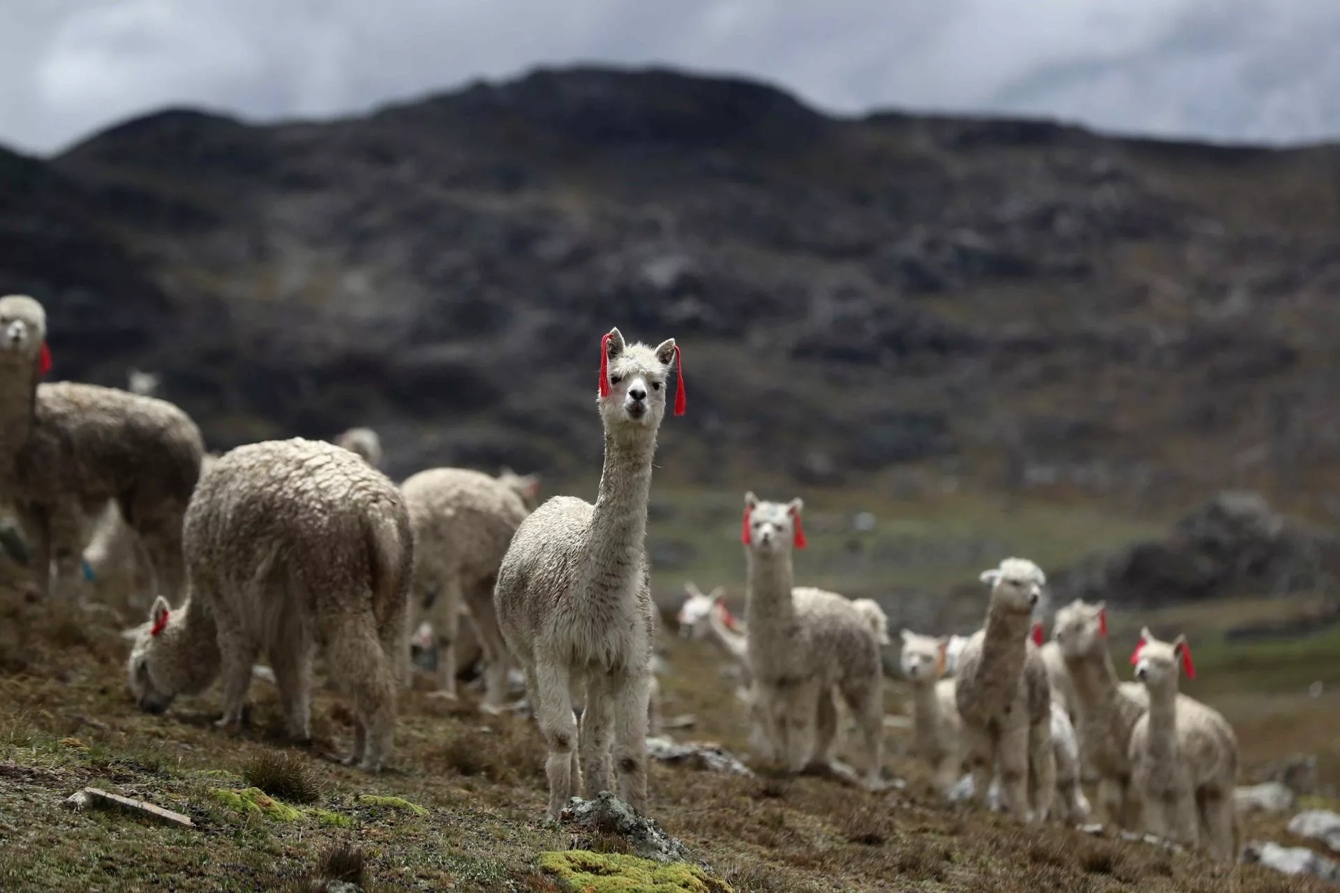 Perú anuncia el plan de mejoramiento genético de 6.000 alpacas en ocho regiones del país