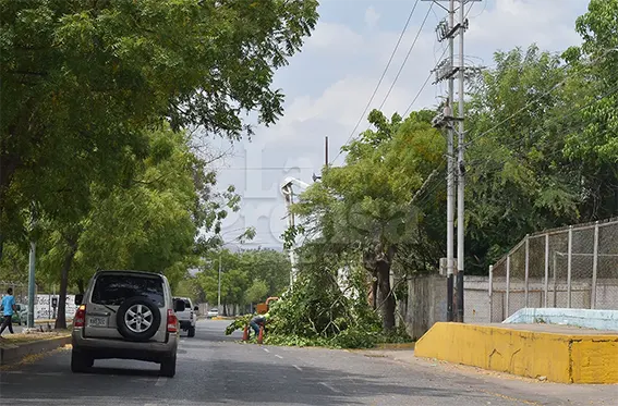Poda de arboles en Barquisimeto