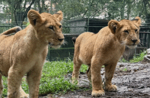 Así lucen los tres leoncitos nacidos en el Zoológico de Mérida