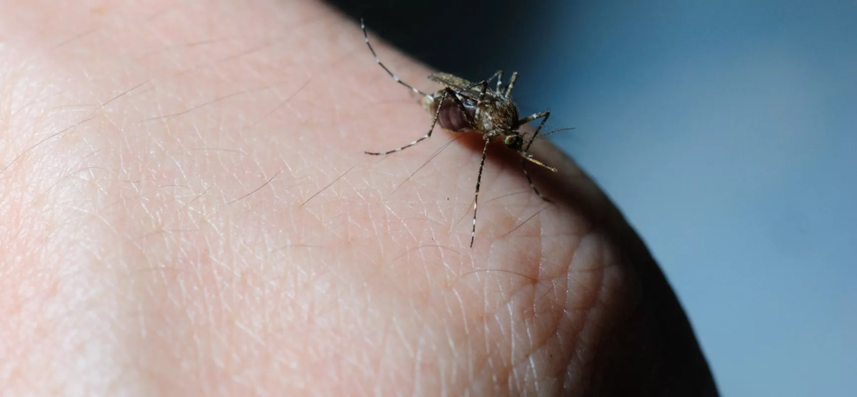 La Chikungunya reaparecer en los boletines epidemiológicos en Venezuela