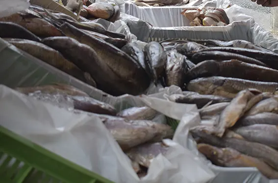 Comerciantes esperan aumentar en más del 30% las ventas de pescado durante asueto de Semana Santa