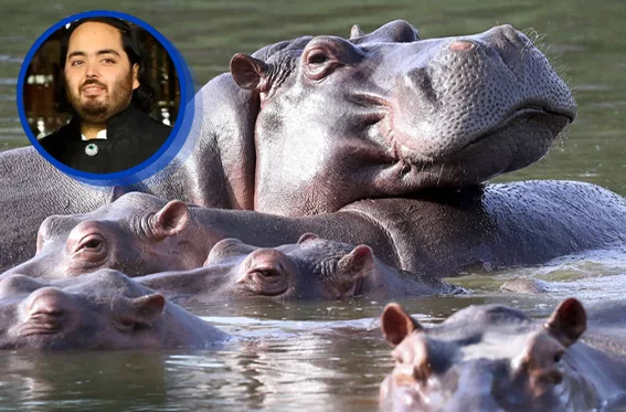 Magnate ofrece refugio en la India a los hipopótamos de Pablo Escobar para evitar que sean sacrificados