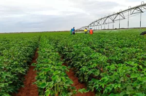 Agrónomos proponen plan para usar menos agroquímicos