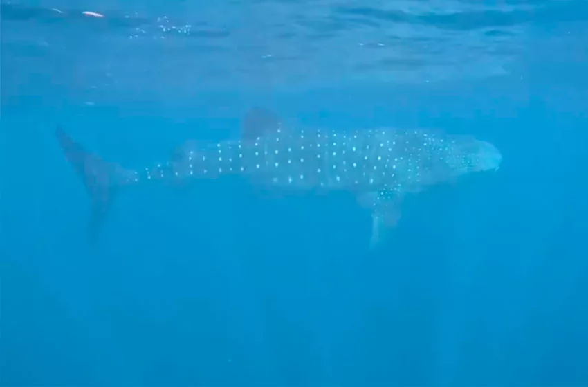 Avistan dos ejemplares de tiburón ballena en las costas de La Guaira