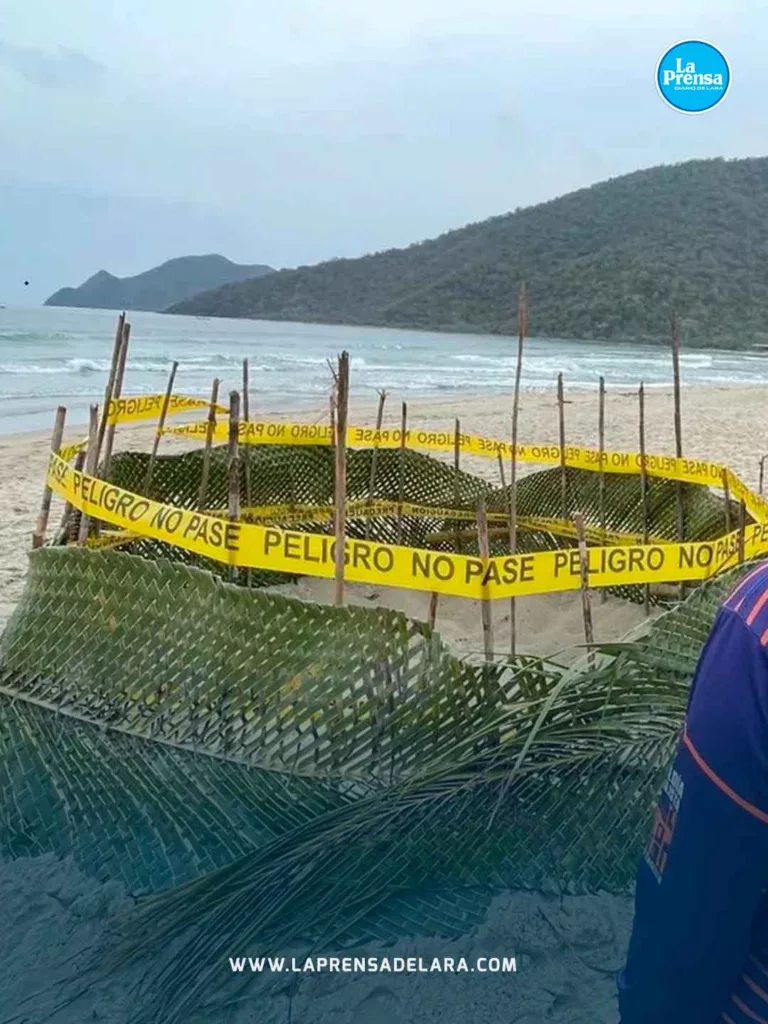TORTUGA 4