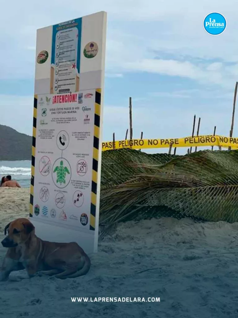 TORTUGA 5