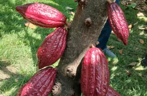 Asoprocave: Venezuela tiene la capacidad de producir un millón de hectáreas de cacao