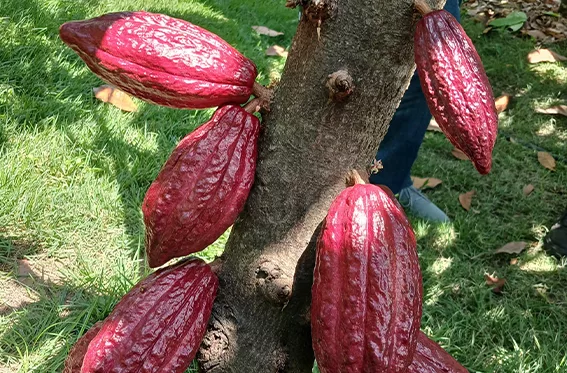 Asoprocave: Venezuela tiene la capacidad de producir un millón de hectáreas de cacao