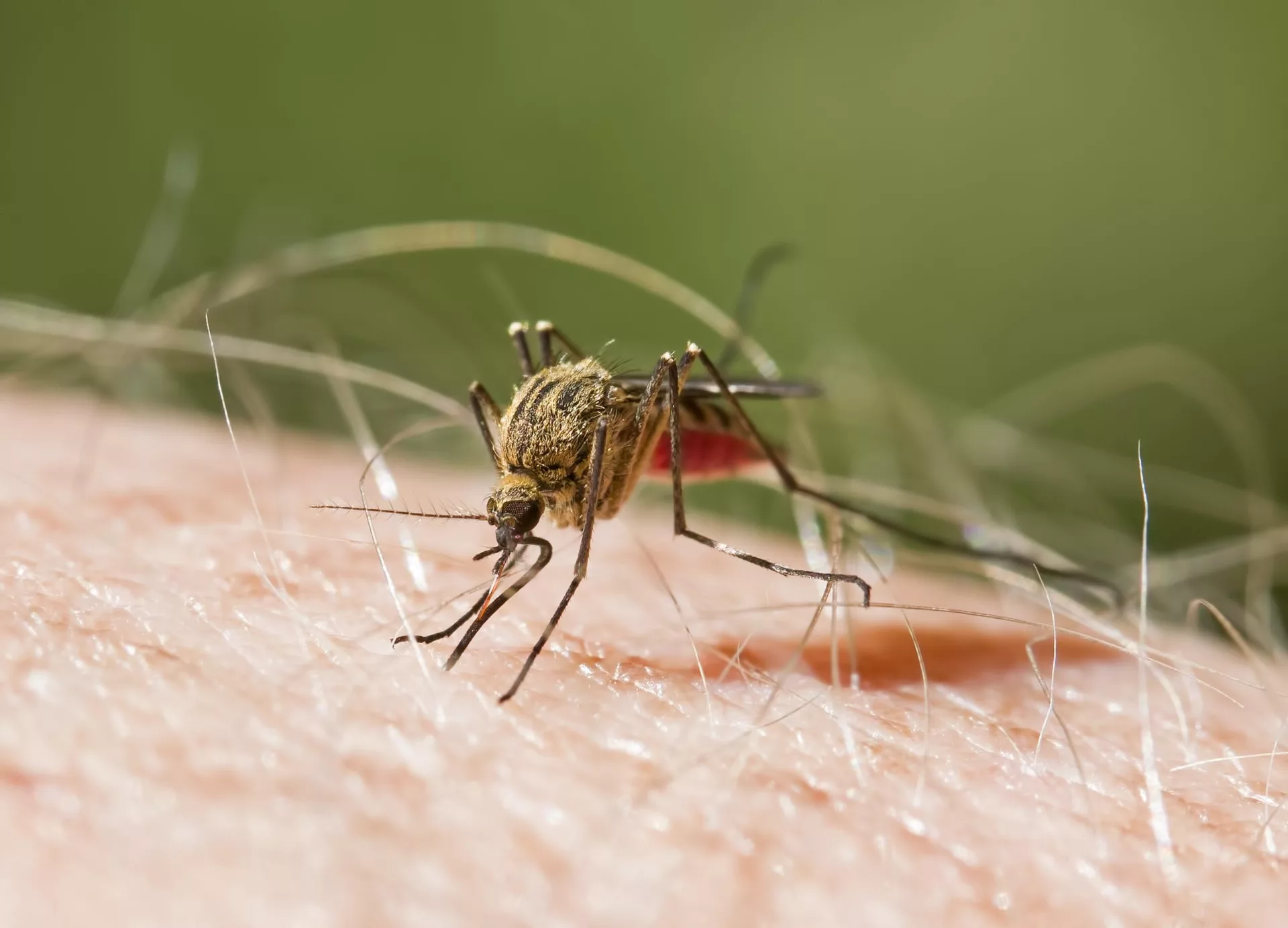 Malaria en Venezuela
