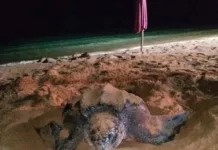 Tortuga Cardón