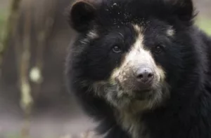 Amplían límites del Parque Nacional Terepaima para proteger su biodiversidad