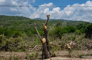 Comunidades en Palavecino se planta contra el plan "Pico y Poda"