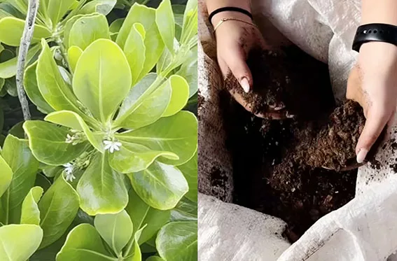 National Geographic galardona a la venezolana Sofía Ramírez y su proyecto ambiental "Ciclo Verde"