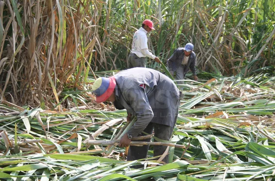 Zafra de caña produjo más de 4 millones de toneladas