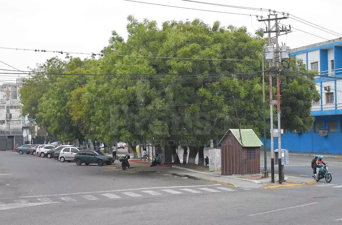 árboles