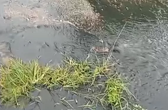 Colapso de aguas servidas afecta a 70 familias en Moroturo