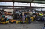Agricultores están quebrados por el contrabando desde Colombia