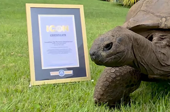 La tortuga Jonathan es oficialmente un ícono del Libro Guinness de los Récords