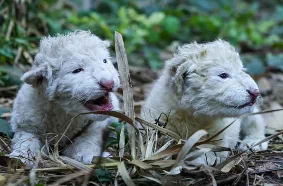 Nacen dos cachorros de león blanco en el Zoológico Las Delicias de Maracay