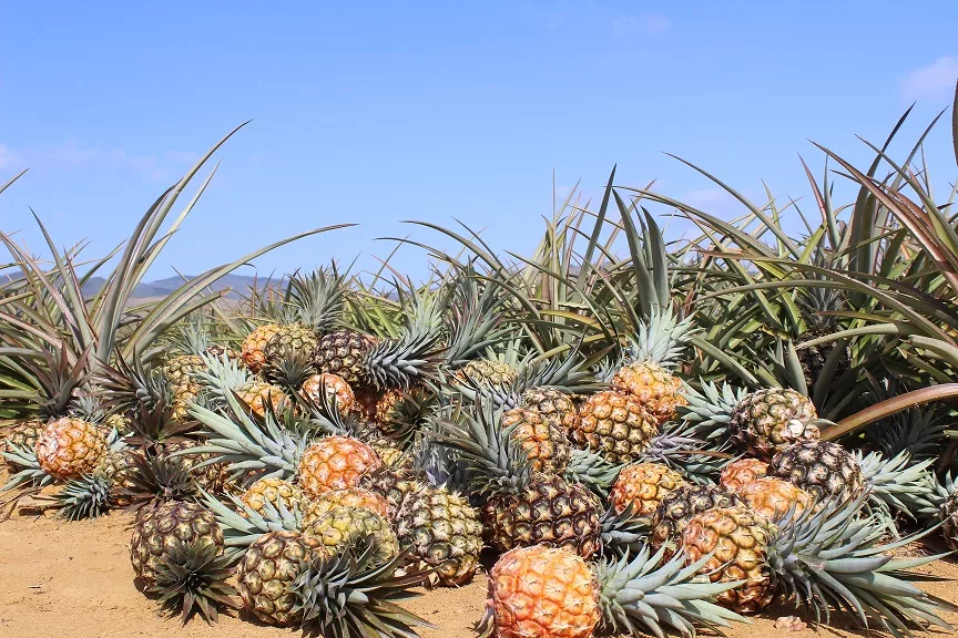 Principalmente la piña que se cosecha en Lara va a los mercados mayoristas y populares del país