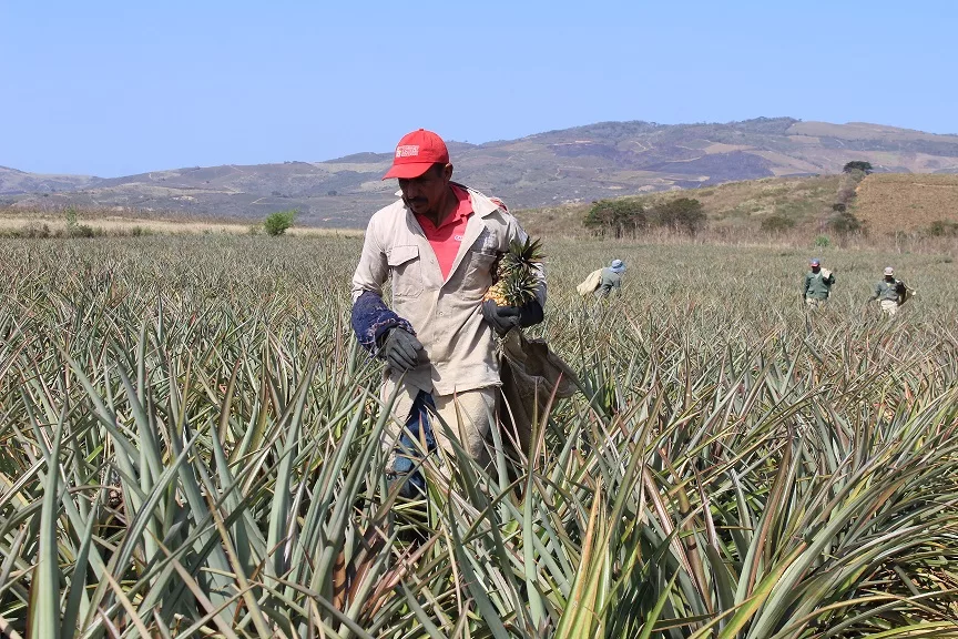 La piña en Lara se destaca por su calidad y sabor, y por darse en el semiárido