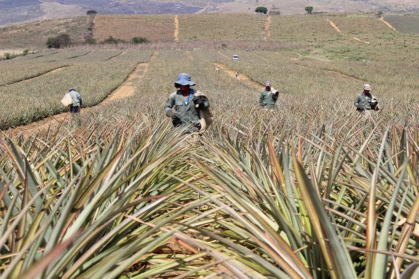 Lara es el principal productor de piña del país