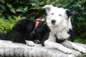 Tsunami, el perro de rescate que localiza sobrevivientes tras el terremoto en Caracas