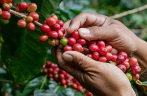 Nuevas leyes buscan mejorar calidad de producción del Café