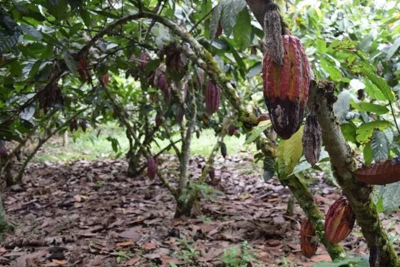 cacao